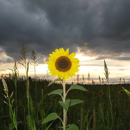 Serviced Kurpfalzhof 3*