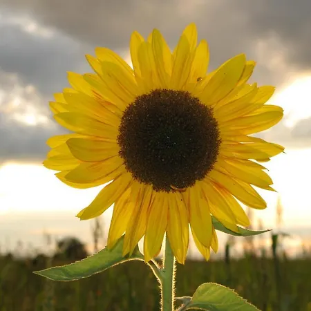 Serviced Apartments Kurpfalzhof 3* Oftersheim