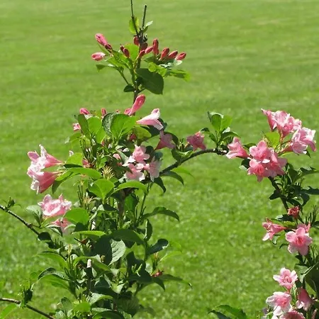 Serviced Apartments Kurpfalzhof Aparthotel Oftersheim